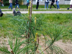 Под Рыбинском появится «Парк Победы»