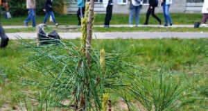 Под Рыбинском появится «Парк Победы»