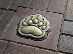 В Рыбинске в этом году появится «Медвежья тропа»