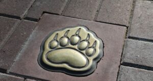 В Рыбинске в этом году появится «Медвежья тропа»