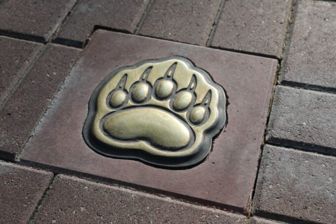 В Рыбинске в этом году появится «Медвежья тропа»