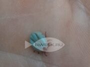 Жителей Рыбинска приглашают на лекцию о клещах «Коварство и любовь»