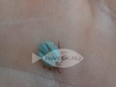 Жителей Рыбинска приглашают на лекцию о клещах «Коварство и любовь»