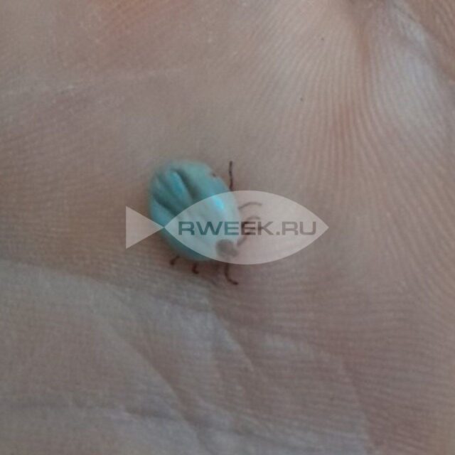 Жителей Рыбинска приглашают на лекцию о клещах «Коварство и любовь»