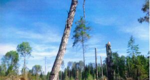 В Пошехонском районе незаконно вырубили 39 елей