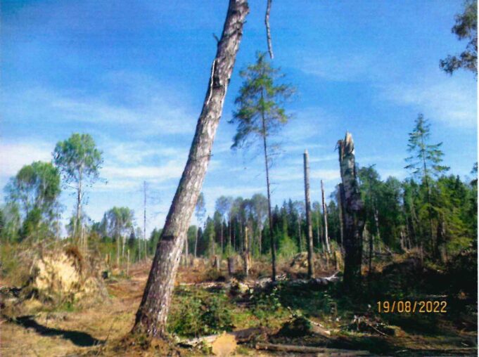 В Пошехонском районе незаконно вырубили 39 елей