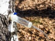 Рыбинцам на заметку: березовый сок в лесах собирать можно