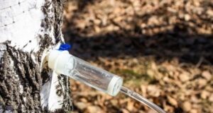 Рыбинцам на заметку: березовый сок в лесах собирать можно