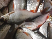 С сегодняшнего дня вводятся ограничения по вылову рыбы