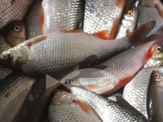 С сегодняшнего дня вводятся ограничения по вылову рыбы