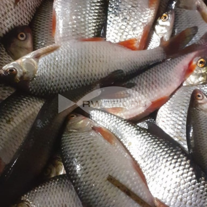 С сегодняшнего дня вводятся ограничения по вылову рыбы