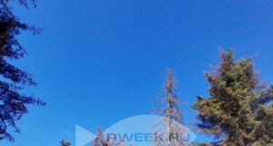 В Рыбинске на бульваре Ушакова спилят ели