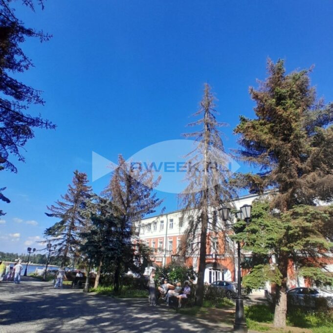 В Рыбинске на бульваре Ушакова спилят ели