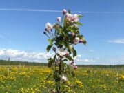 В Ярославской области зацвели промышленные сады