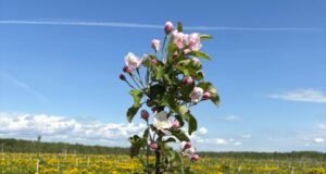 В Ярославской области зацвели промышленные сады
