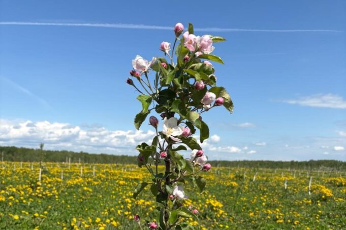 В Ярославской области зацвели промышленные сады