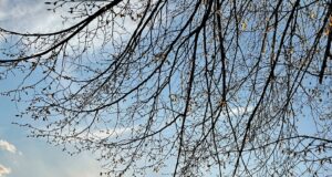 В Рыбинске пройдет Всероссийский туристический форум