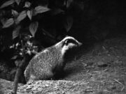 Фото-заповедник Александра Левашова: вести из рыбинских лесов