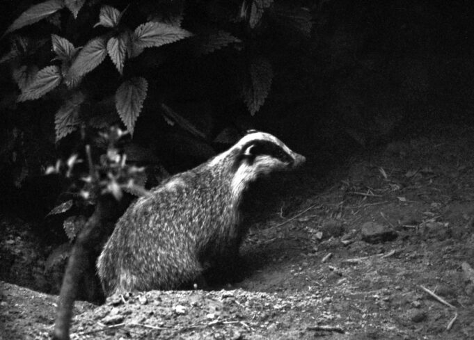 Фото-заповедник Александра Левашова: вести из рыбинских лесов