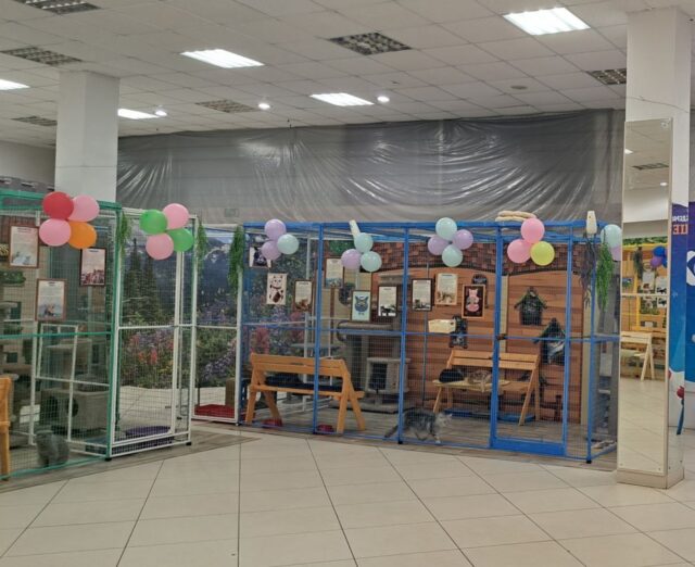 Выставка кошек в Рыбинске работала с нарушениями