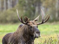 Под Угличем рыбаки жестоко убили лося