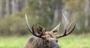 Под Угличем рыбаки жестоко убили лося