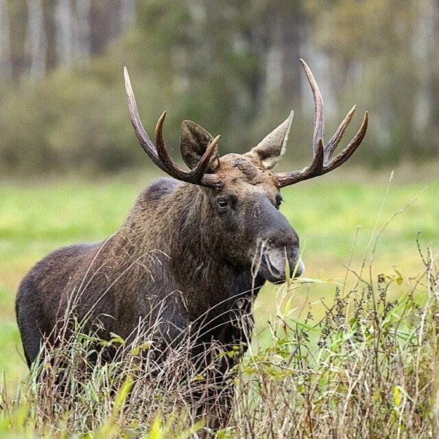 Под Угличем рыбаки жестоко убили лося