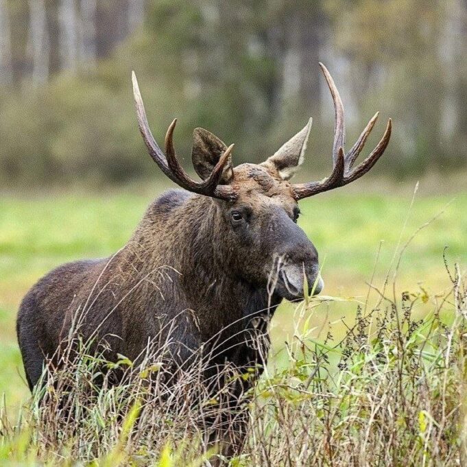 Под Угличем рыбаки жестоко убили лося