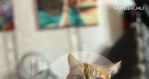 Жители Рыбинска и Рыбинского района могут бесплатно привить домашних животных от бешенства