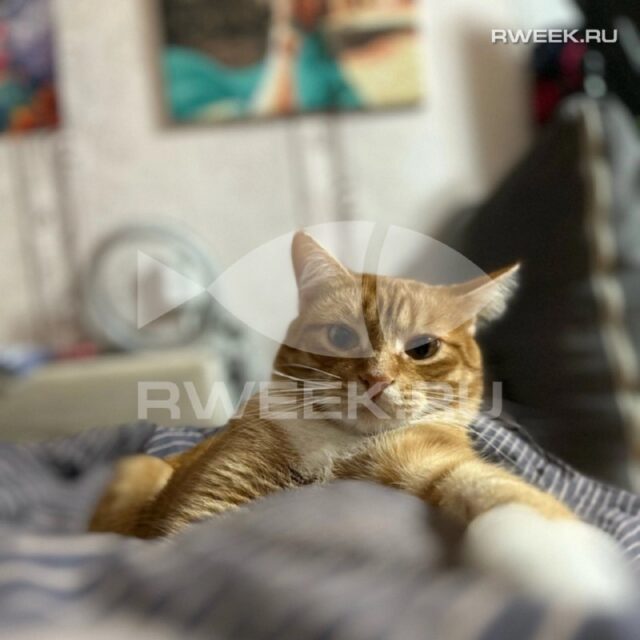 Жители Рыбинска и Рыбинского района могут бесплатно привить домашних животных от бешенства