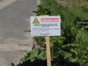 Жители региона увидят увядший борщевик вдоль 227 дорог