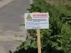 Жители региона увидят увядший борщевик вдоль 227 дорог