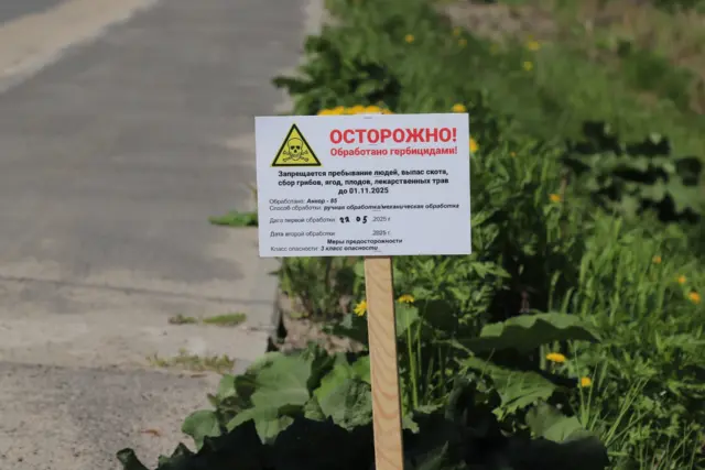 Жители региона увидят увядший борщевик вдоль 227 дорог