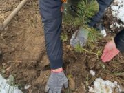 Под Рыбинском к акции «Сад памяти» присоединились осужденные к принудительным работам