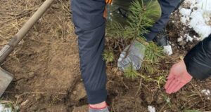 Под Рыбинском к акции «Сад памяти» присоединились осужденные к принудительным работам