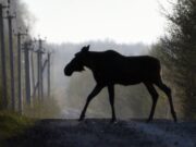 Фото-заповедник Александра Левашова: утки фото-сессии не любят