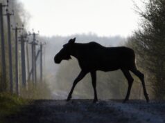 Фото-заповедник Александра Левашова: утки фото-сессии не любят