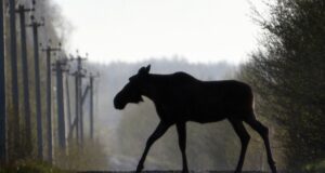 Фото-заповедник Александра Левашова: утки фото-сессии не любят