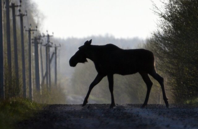 Фото-заповедник Александра Левашова: утки фото-сессии не любят