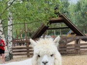 Парк альпак под Рыбинском принял первых посетителей