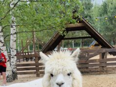 Парк альпак под Рыбинском принял первых посетителей