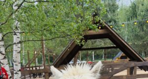 Парк альпак под Рыбинском принял первых посетителей