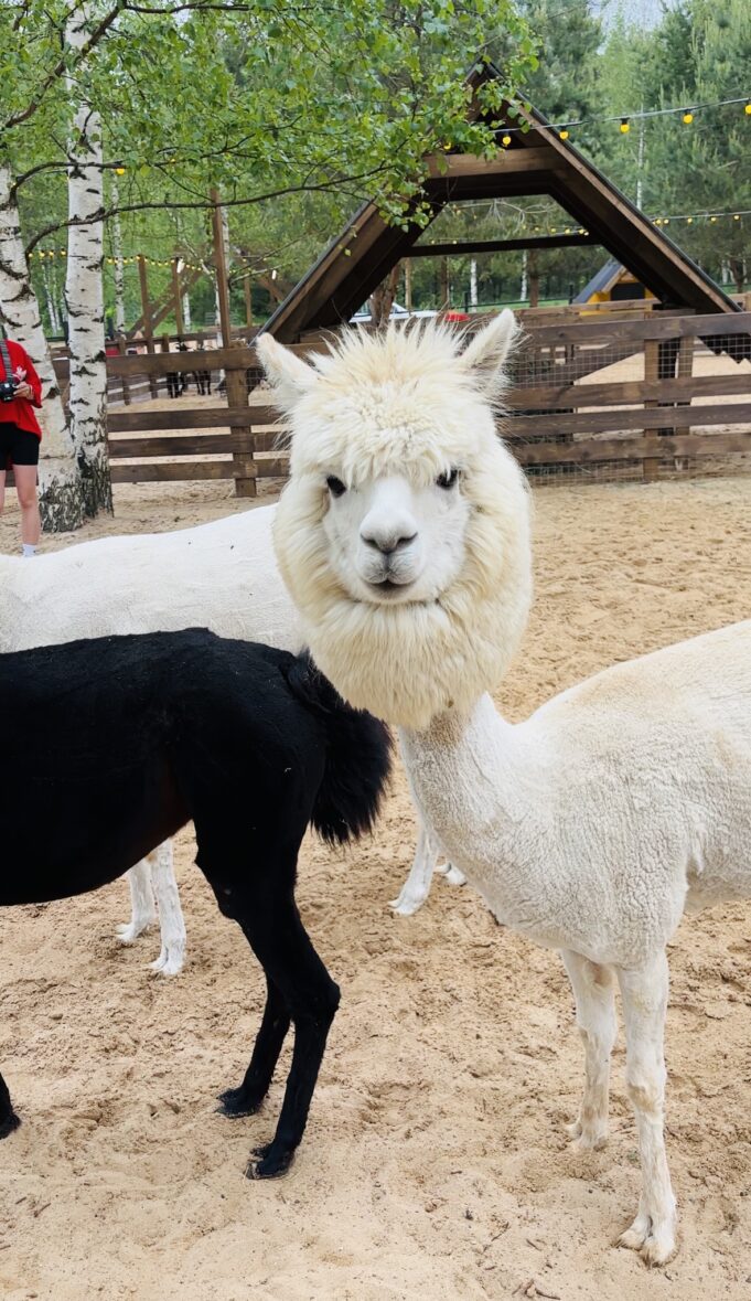 Парк альпак под Рыбинском принял первых посетителей