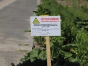 Дороги Ярославской области обработали от борщевика