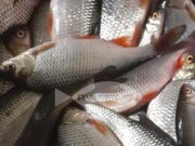 Жителей Рыбинска ждет суд за браконьерство