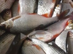 Жителей Рыбинска ждет суд за браконьерство