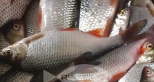 Жителей Рыбинска ждет суд за браконьерство