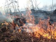 В Ярославской области введен особый противопожарный режим