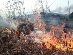 В Ярославской области введен особый противопожарный режим