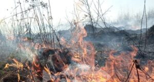 В Ярославской области введен особый противопожарный режим